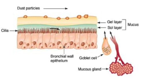 airphysio izbacivanje mukusa