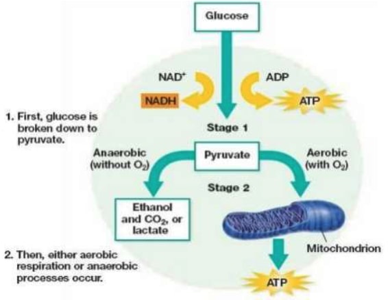 Kako manjak vazduha utice na celije
