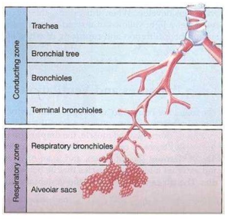 uloga pluca zdrava pluca