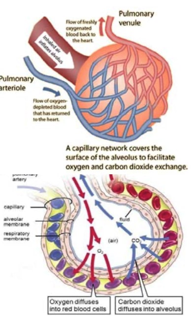Razmena gasova u plucima sportisti